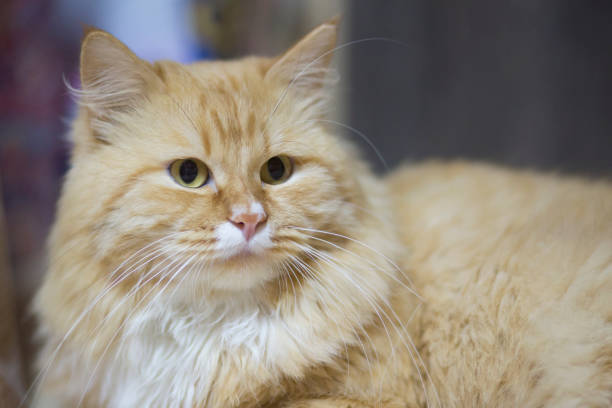 istock portrait of red cat 1143114657