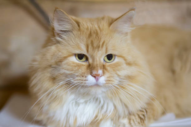 istock portrait of red cat 1143114668