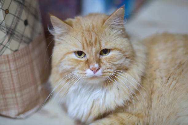 istock portrait of red cat 1143114696