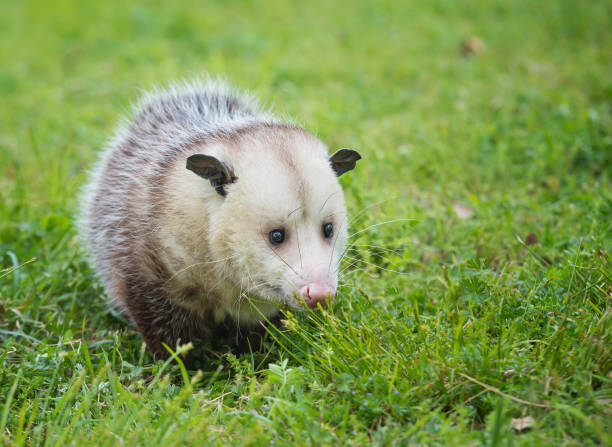 Virginia Opossum foraging for food in grass Male possum, Virginia Opossum, foraging for food in grass opossum stock pictures, royalty-free photos & images