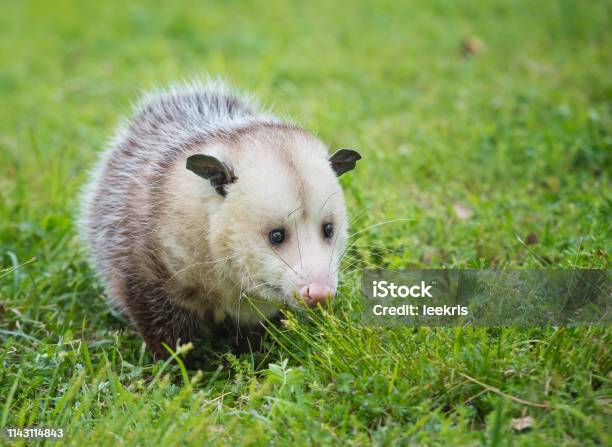 Virginia Opossum Foraging For Food In Grass Stock Photo - Download Image Now - Opossum, Virginia Opossum, Possum