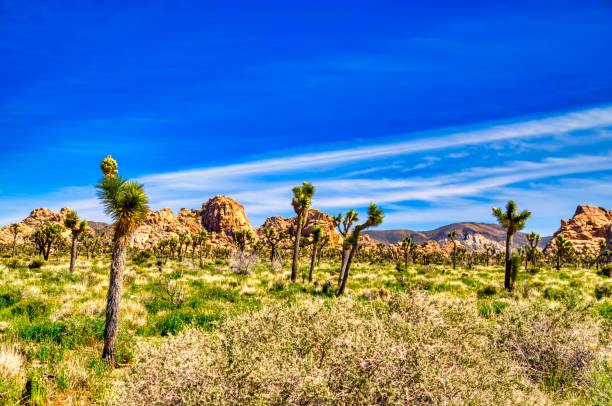 During a superbloom in Joshua Tree National Park - a joshua tree in bloom