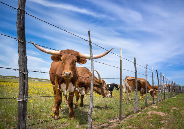 春の牧草地にテキサスの longhorn の牛 - farm fence landscape rural scene ストックフォトと画像