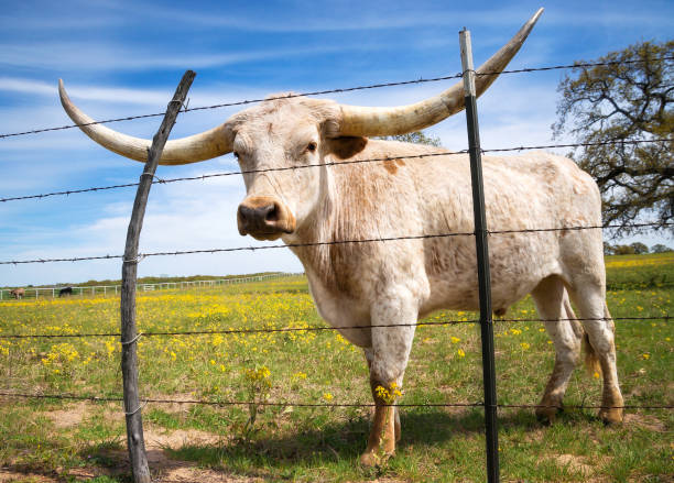 istock Texas longhorn on spring pasture 1143115062