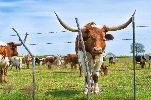 istock Texas longhorn cattle on spring pasture 1143115116