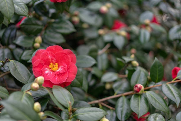 istock Flowers of camellia 1143115145