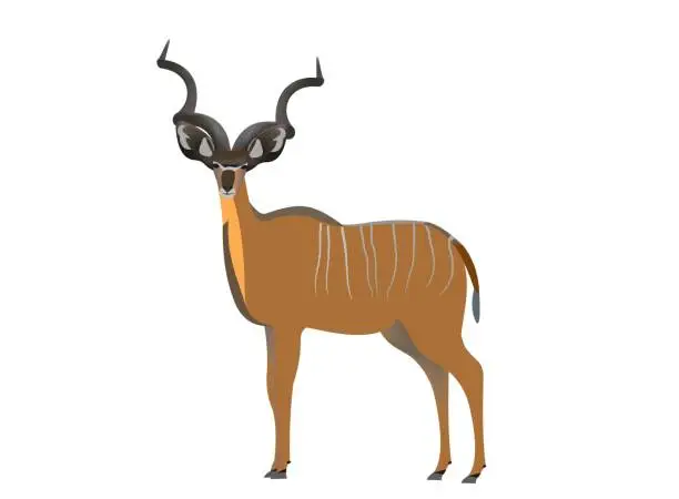 Vector illustration of Greater kudu, Tragelaphus strepsiceros