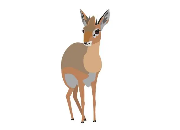 Vector illustration of Kirk’s dik dik, Madoqua kirkii