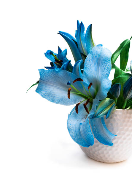 Blue Lily Flowers Bouquet In White Pot Isolated Stock Photo