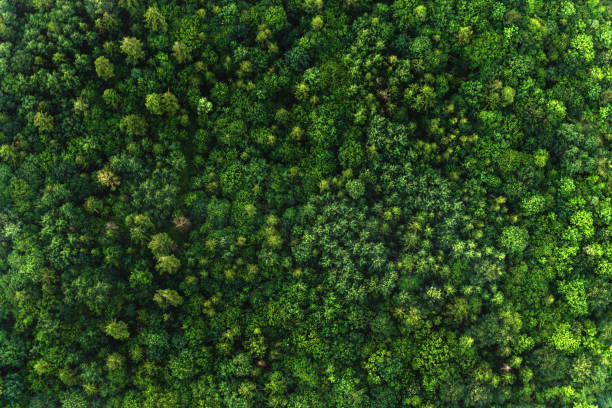 istock Top view of the area green forest. Nature texture 1143121215