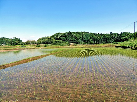 rice field in spring.