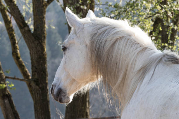 istock Horse, Portrait 1143122200