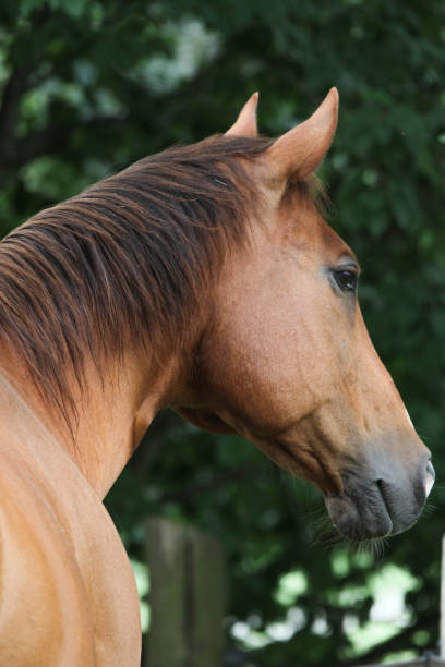 istock Horse, Portrait 1143122217