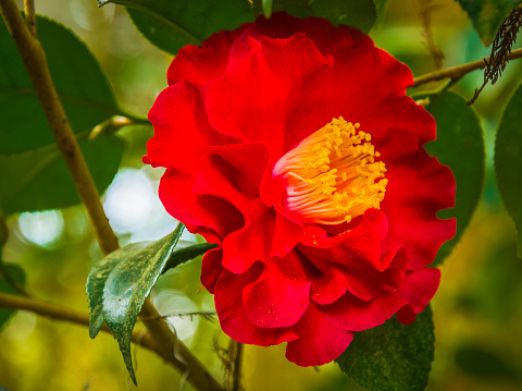 Bright yellow stamens on a vivid red camellia designed by nature to attract pollinators.