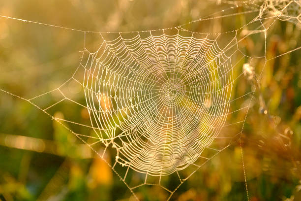 istock Spider's web closeup with drops of dew at dawn. Wet grass before sun raise. Spider web with droplets of water. Natural background. 1143124153