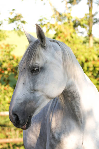 istock Horse, Portrait 1143124928