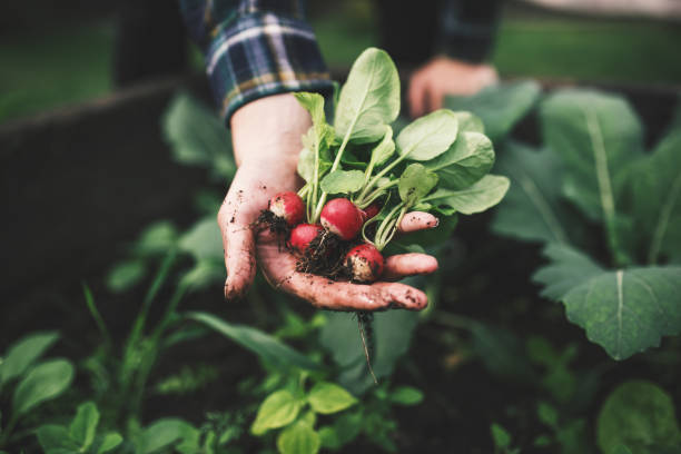 gemüseernte. die hände halten einen frischen radieschen von der kleinen farm. konzept der landwirtschaft. junge frau pflückt wurzelgemüse. - farm farmer vegetable field stock-fotos und bilder