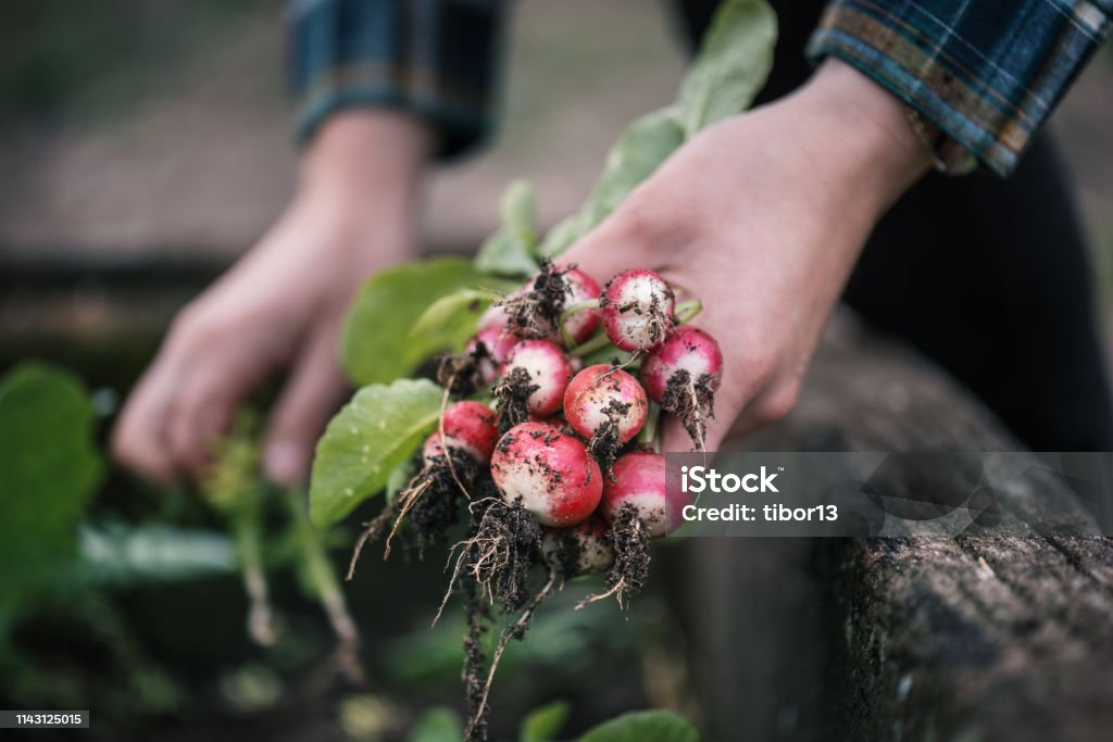Vegetable harvest. Hands holding a fresh radish from small farm. Concept of agricultural. Young woman picking root vegetables. Adult Stock Photo