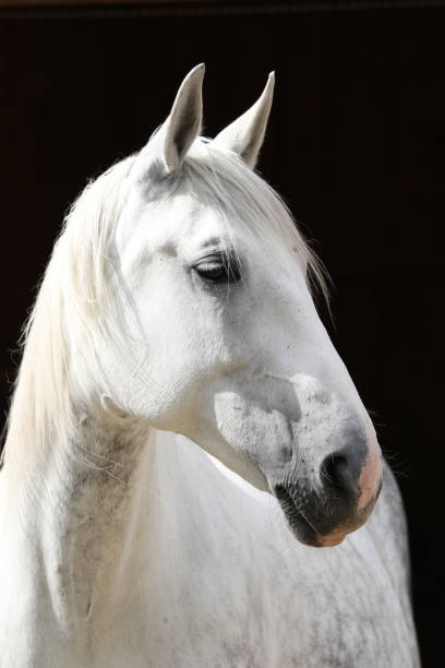 Horse, Portrait Horse, Portrait flared nostril photos stock pictures, royalty-free photos & images