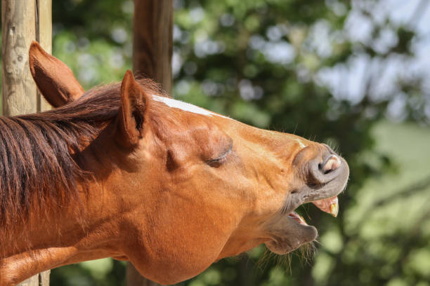 Horse yawned Horse yawns flared nostril photos stock pictures, royalty-free photos & images