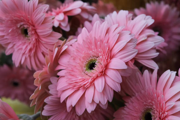 ramalhete cor-de-rosa dos gerberas - gerbera daisy stem flower head pink - fotografias e filmes do acervo