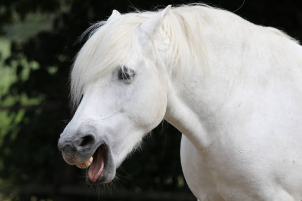 Bangs yawned Pony yawns flared nostril photos stock pictures, royalty-free photos & images