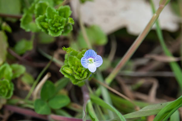 istock Bird's Eye Speedwell Flower in Bloom in Springtime 1143126840