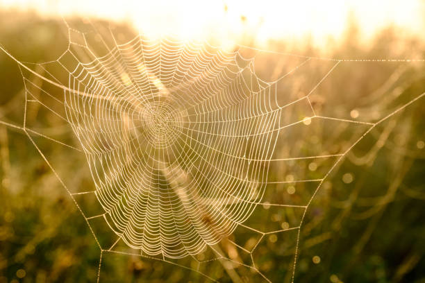 istock Spider's web closeup with drops of dew at dawn. Wet grass before sun raise. Spider web with droplets of water. Natural background. 1143126921