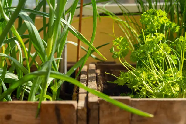 Growing garlic and parsley on the balcony - concept of urban gardening