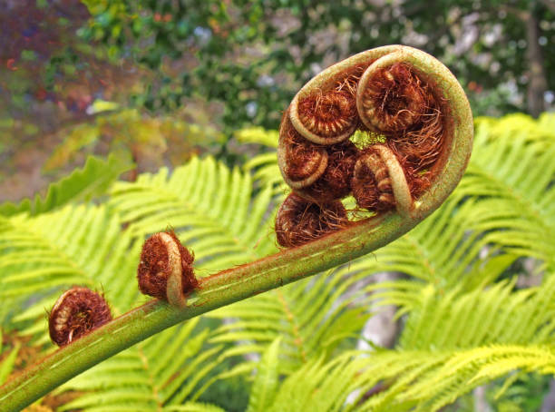 istock an unfurling fern leaf in close up with complex spiral unfolding pattern with bright green background 1143127248