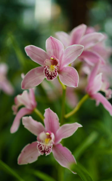 istock Pink orchid on green leaves sunny background 1143127303