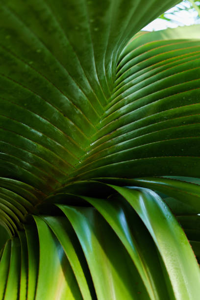 istock Green leaves texture. Fresh spring tropical leaves background 1143127305