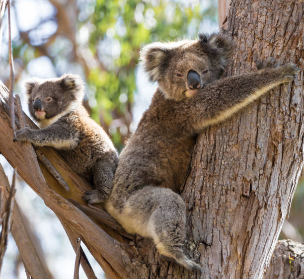 istock Female Koala with Joey 1143129072