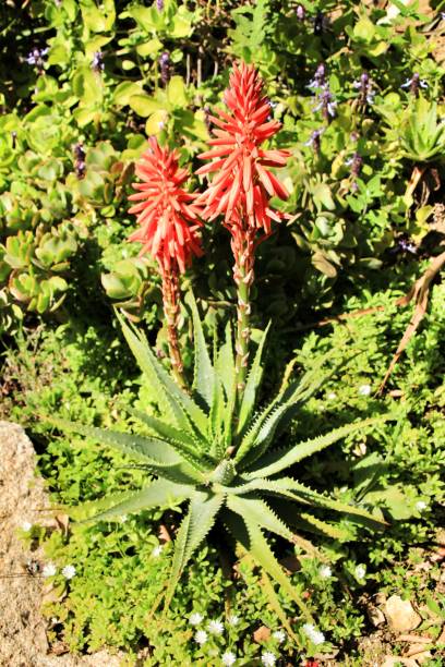istock Aloe Ferox cactus plant in Elche under the sun 1143133113