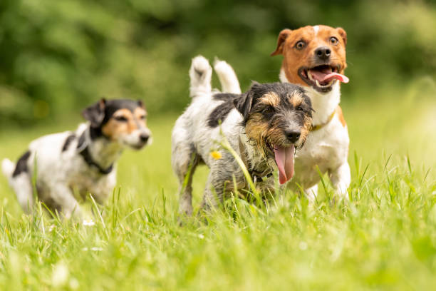 A pack of small Jack Russell Terrier are running and playing together in the meadow with a ball Many dogs run and play with a ball in a meadow - a cute pack of Jack Russell Terriers dog group of animals three animals happiness stock pictures, royalty-free photos & images