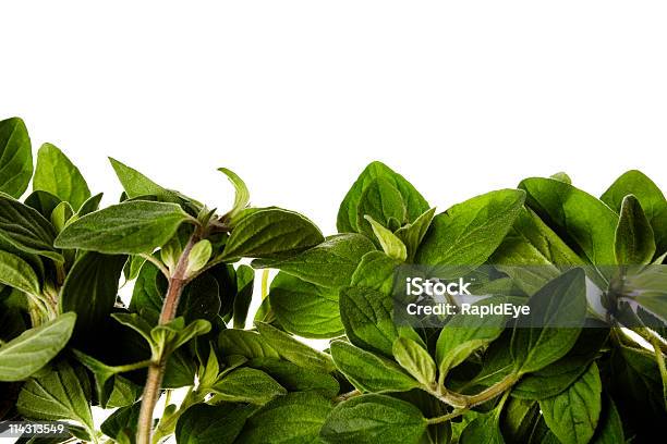 Oregano Foto de stock y más banco de imágenes de Alimento - Alimento, Blanco - Color, Color - Tipo de imagen