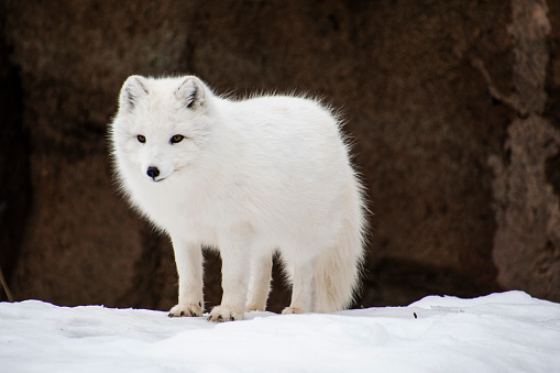An Arctic Fox stands staring across the frozen tundra.