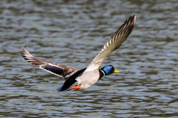 istock Wild duck or mallard, Anas platyrhynchos in lake 1143135695