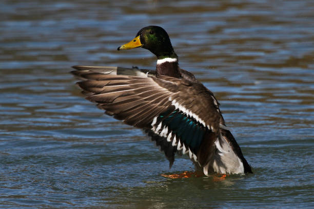 istock Wild duck or mallard, Anas platyrhynchos in lake 1143135765