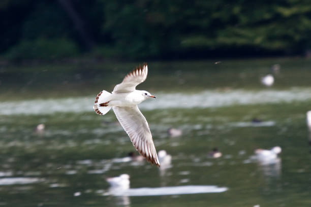 istock The European Herring Gull, Larus argentatus is a large gull 1143135772