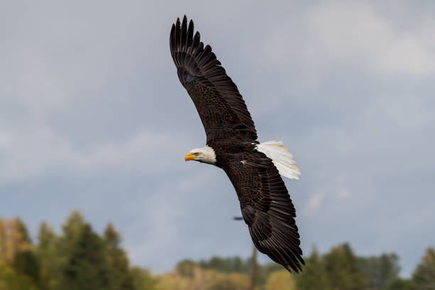istock Flying bald eagle lat. haliaeetus leucocephalus in a park 1143135776