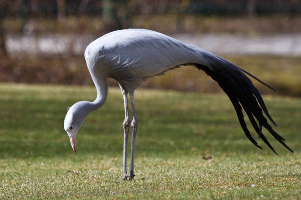 istock The Blue Crane, Grus paradisea, is an endangered bird 1143135847