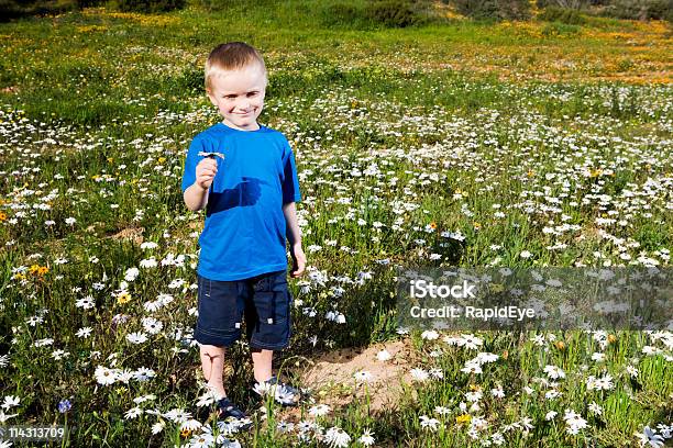 Daisy Boy Stock Photo - Download Image Now - Boys, Agricultural Field, Beautiful People