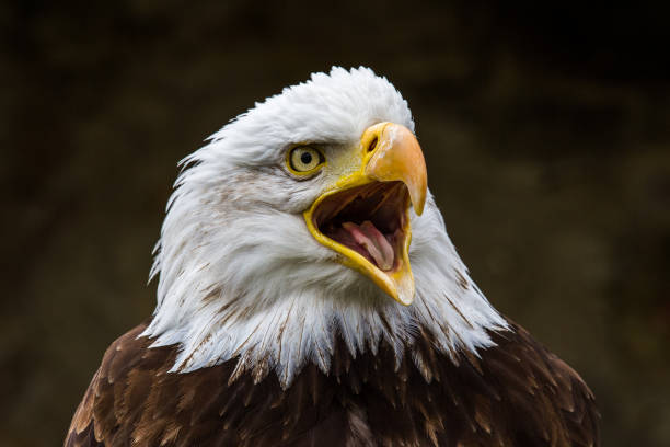 istock Portrait of a bald eagle lat. haliaeetus leucocephalus 1143137096