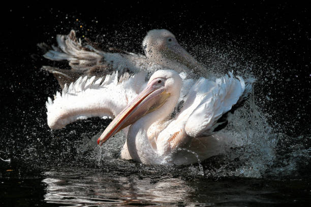 istock Great White Pelican, Pelecanus onocrotalus in the zoo 1143137730