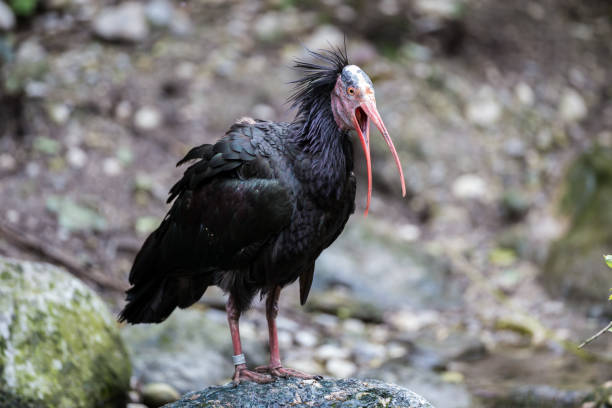 istock Northern Bald ibis, Geronticus eremita in the zoo 1143138629