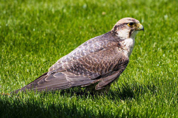 o falcão do lanner, biarmicus de falco em um parque de natureza alemão - lanner falcon - fotografias e filmes do acervo