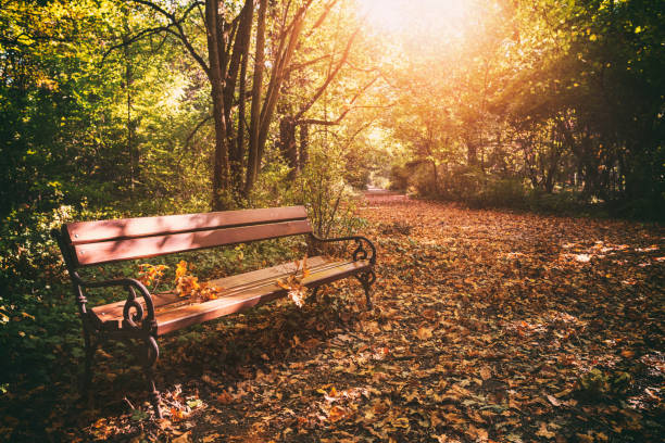 istock Autum season background with a bench in the park 1143140749