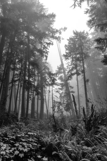 istock The Foggy Forest (V) 1143142803