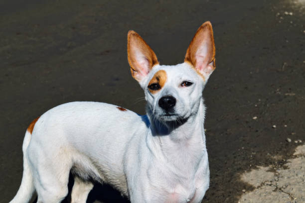 istock A small white dog with large erect ears walks on the shore. 1143146656